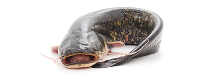 Fiska - Fischverkauf für Chemnitz und Umgebung - frischer Wels